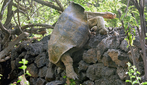 Lonesome George