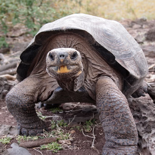 Pinzón Saddleback Tortoise