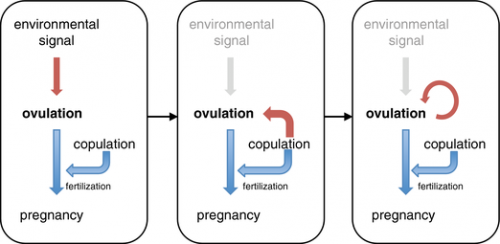 The Evolutionary Origin of Female Orgasm Department of Ecology