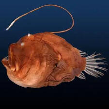 Bufoceratias wedli, a deep-sea anglerfish species, reproduces through a version of sexual parasitism in which the male temporarily attaches to the much larger female, according to a new study by Yale researchers. (Image: Masaki Miya/ Wikipedia Commons (CC BY-SA))