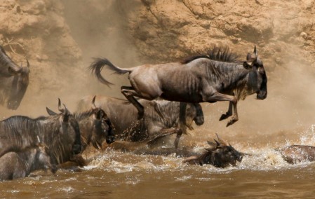 Wildebeest Crossing the Mara River