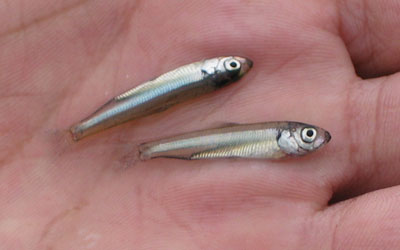 juvenile alewife